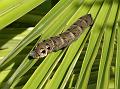 2014-0824-1115_Elephant_Hawk_Caterpillar_16,4C